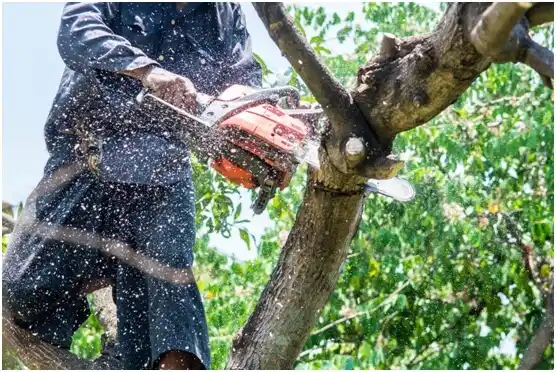 tree services Lakeland